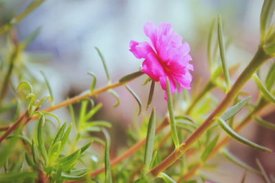Close-up of pink flowering plant