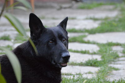 Portrait of black dog on field