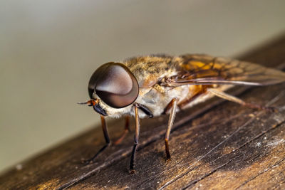 Close-up of fly on wood
