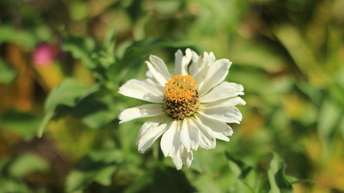 Close-up of white flower