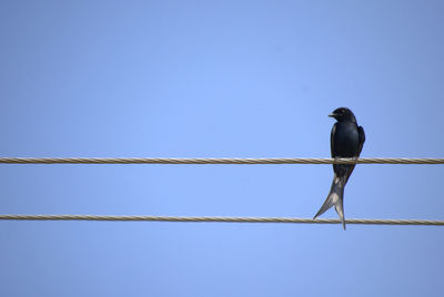 Low angle view of bird perching on cable against clear blue sky