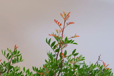 Close-up of flowering plant against clear sky