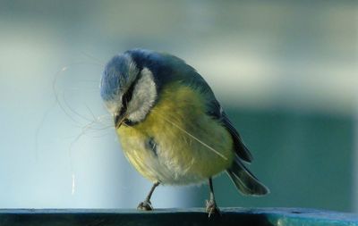 Close-up of eurasian blue tit perching on railing