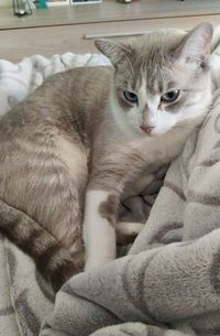 pet