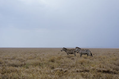 Zebras walking on grassy field against sky