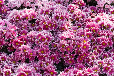 Close-up of pink flowering plants on field