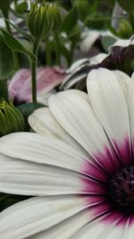 Close-up of pink flower blooming in garden