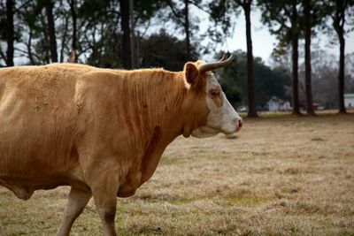 Close-up of cow on landscape