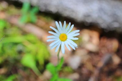 Close-up of white daisy flower