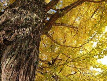 Low angle view of tree in autumn