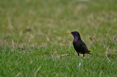 Close-up of bird perching on grassy field