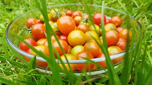 Close-up of fresh tomatoes in field