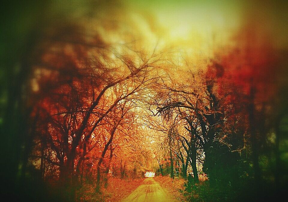 tree, the way forward, diminishing perspective, transportation, road, sunset, tranquility, nature, vanishing point, tranquil scene, auto post production filter, growth, outdoors, bare tree, forest, orange color, scenics, no people, beauty in nature, street