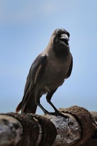 Close-up of bird perching on wood against clear sky