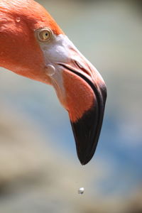 Close-up of flamingo