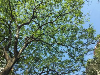 Low angle view of trees against sky