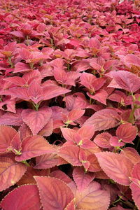 Full frame shot of pink flowering plant leaves