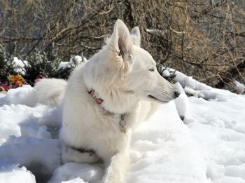 Dog standing on snow covered field