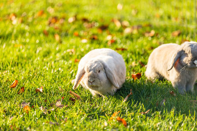 View of dog relaxing on field