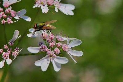 Close-up of bee pollinating on purple flower