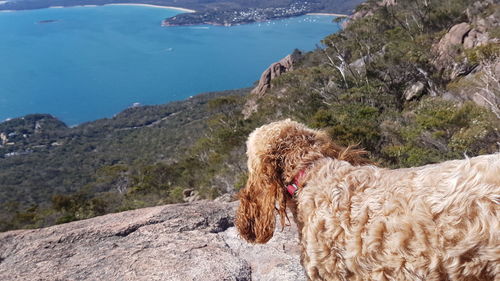 Close-up of dog by sea against sky