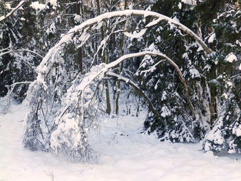 Frozen trees in forest during winter