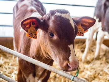 Close-up of cow in pen