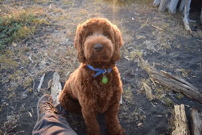 Dog looking at camera