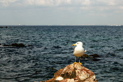 Seagull on rock