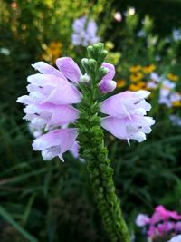 Close-up of purple flowers blooming outdoors