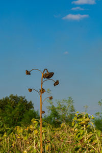 Low angle view of plant against clear blue sky