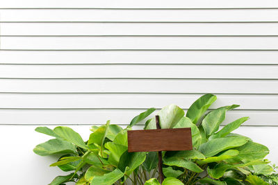 Close-up of fresh green plants and signboard against blinds