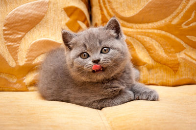 Cute blue british kitten lying on the couch with his tongue out