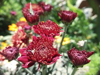 Close-up of red flowering plant