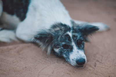 High angle view portrait of dog resting