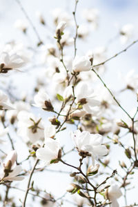 Close-up of white cherry blossoms in spring