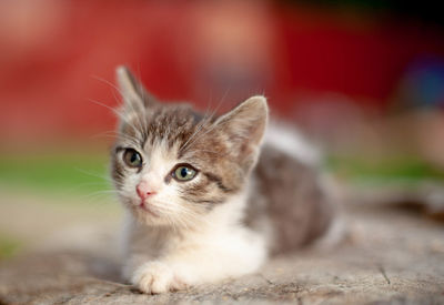 Close-up portrait of tabby cat