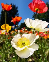 Close-up of white cosmos flowers blooming outdoors