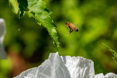 Close-up of bee pollinating flower