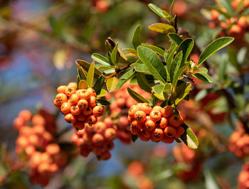 Close-up of berries growing on plant