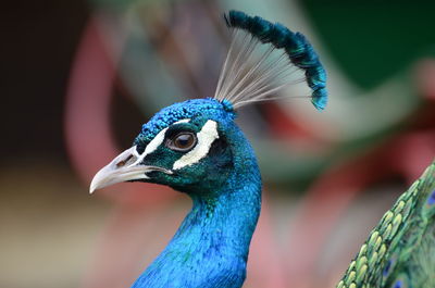 Close-up of peacock