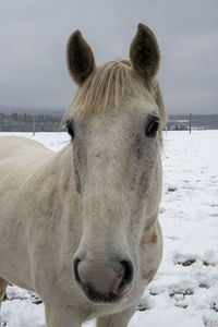 Close-up of a horse on snow