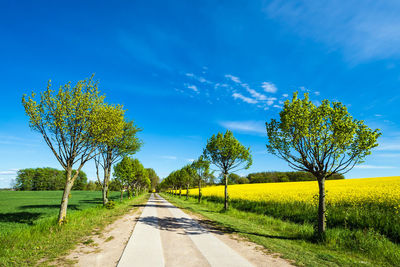 Road amidst trees on field against blue sky