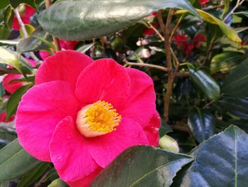 Close-up of pink flower blooming outdoors