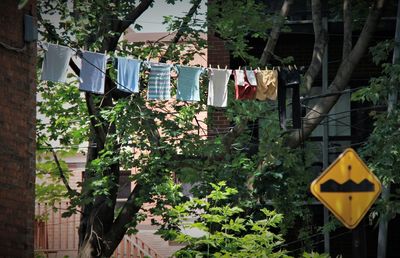 Clothes drying against plants