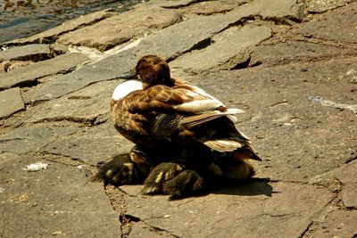 High angle view of birds on rock