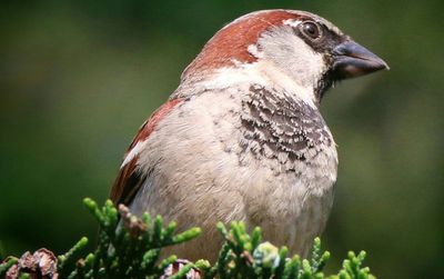 Close-up of bird perching on branch