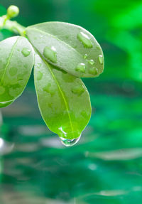 Close-up of water drops on leaf