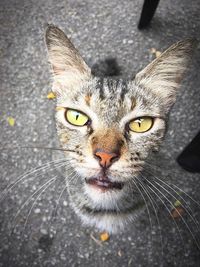 Close-up portrait of cat