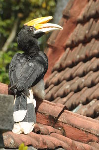 Close-up of bird perching on roof